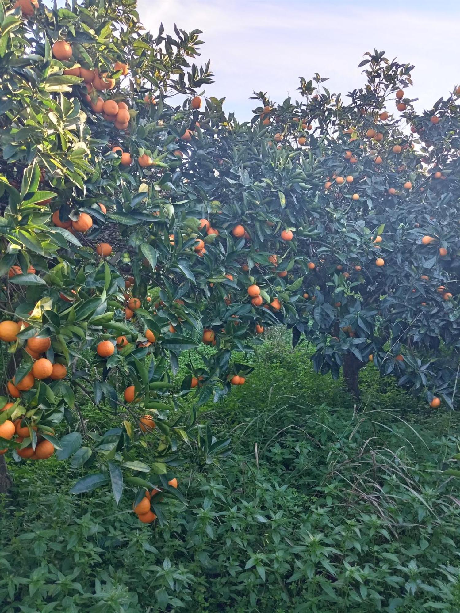 Villetta San Giovanni Calatafimi Zewnętrze zdjęcie